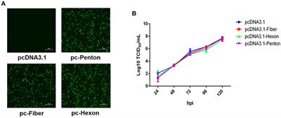 Fiber-1 of serotype 4 fowl adenovirus mediates superinfection resistance against serotype 8b fowl adenovirus